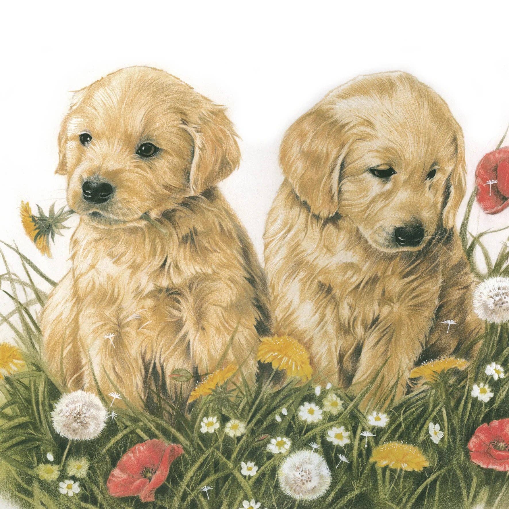 Square card - Nice to put the flowers outside together. Golden Retriever puppies in the grass